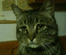 sadcat